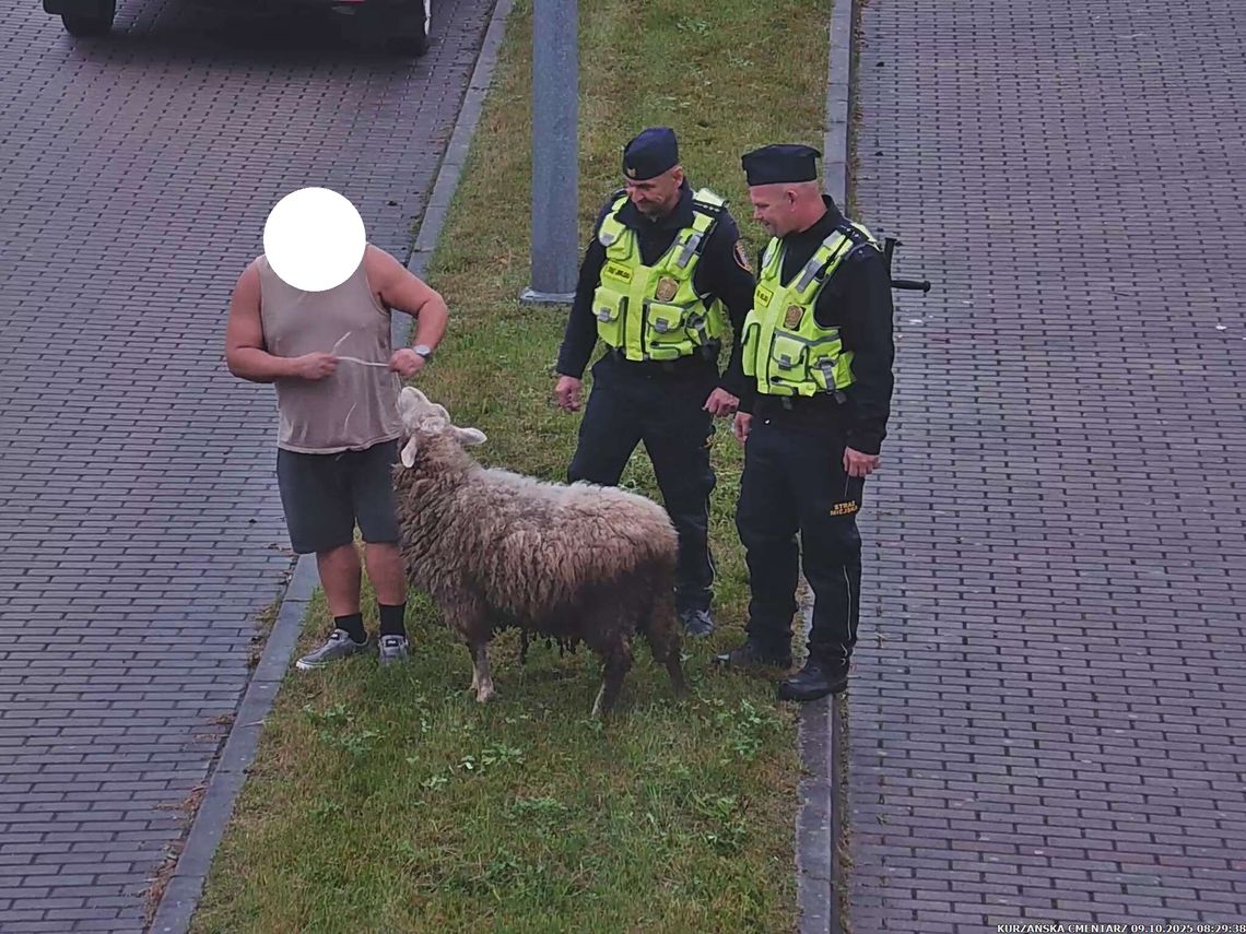 Bogatynia: owca w centrum miasta!