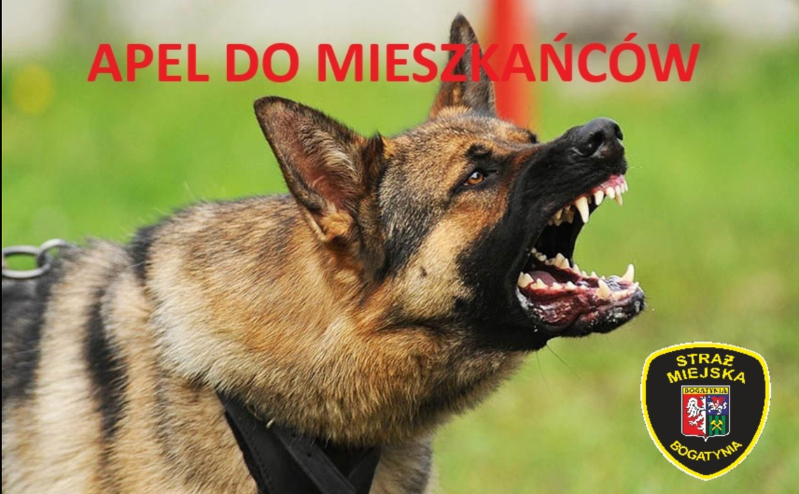 Bogatynia: Straż Miejska reaguje na zgłoszenia dotyczące agresywnych psów