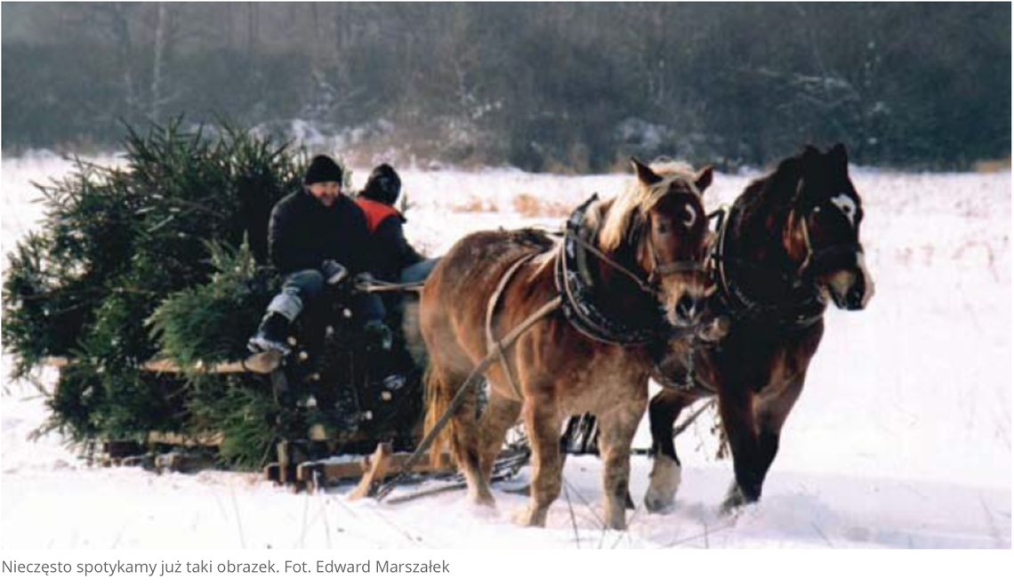 Choinka wczoraj i dziś