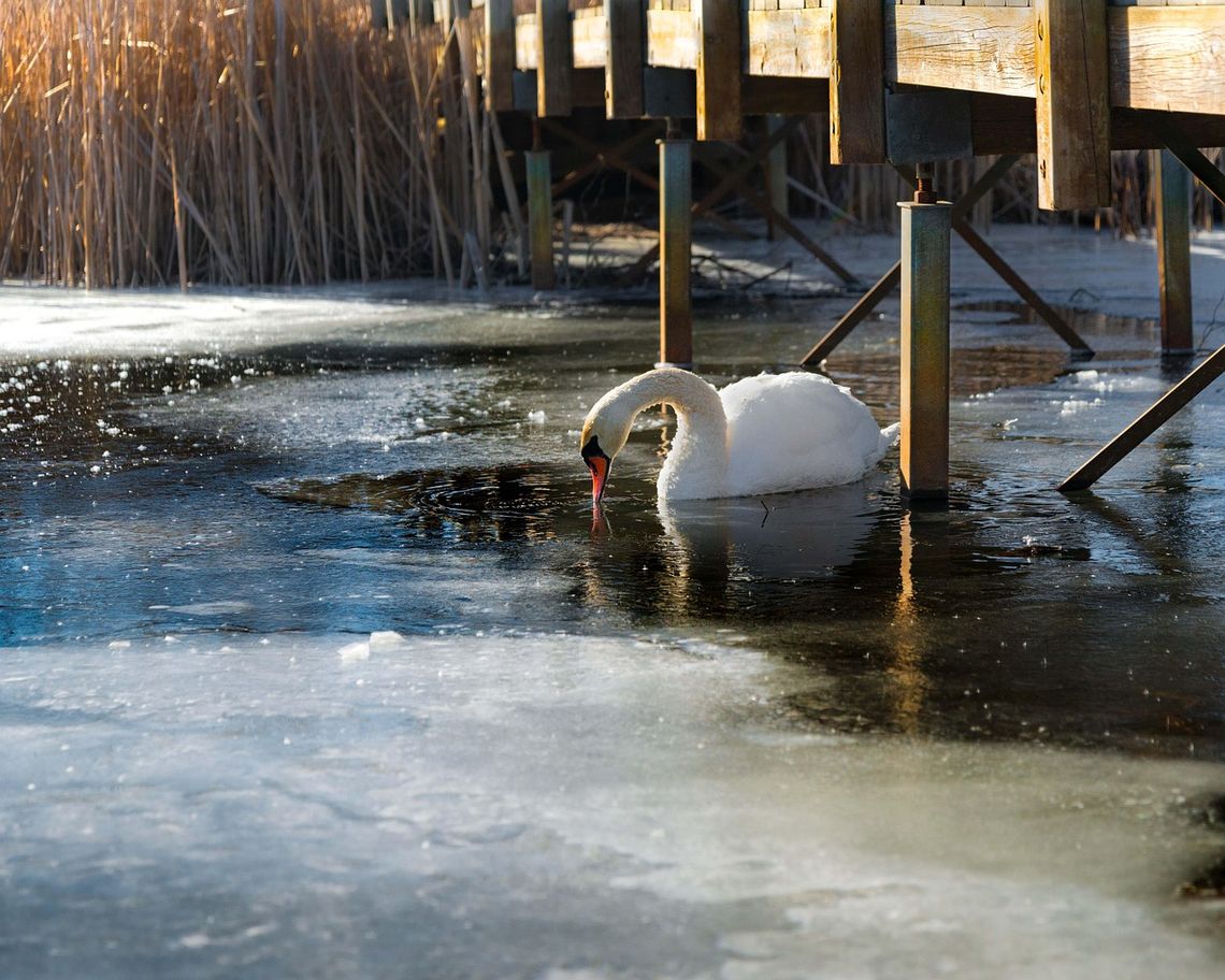 Co oznaczają mrozy do -20°C dla ptaków wodnych?