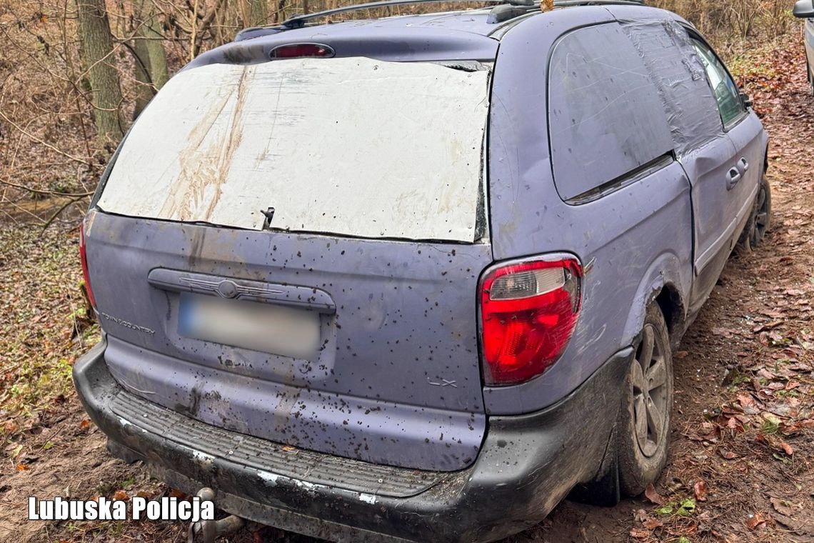 Drezdenko: leśna kradzież - nielegalny wyręb