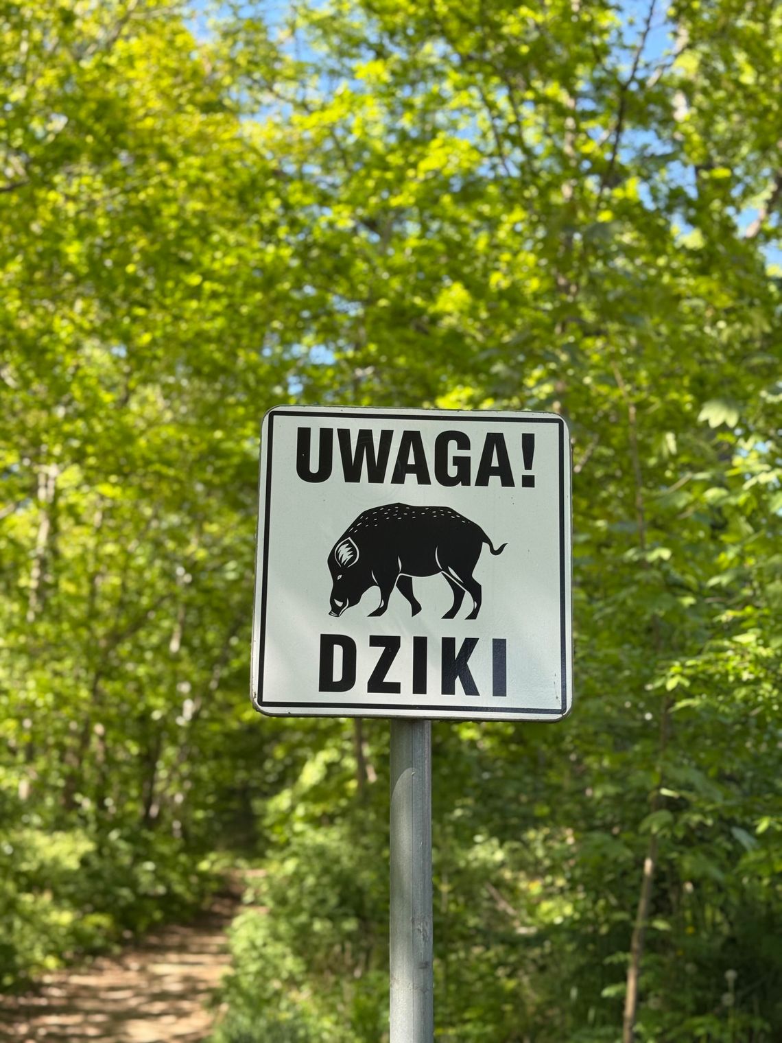 Dzik w parku przy ulicy Francuskiej