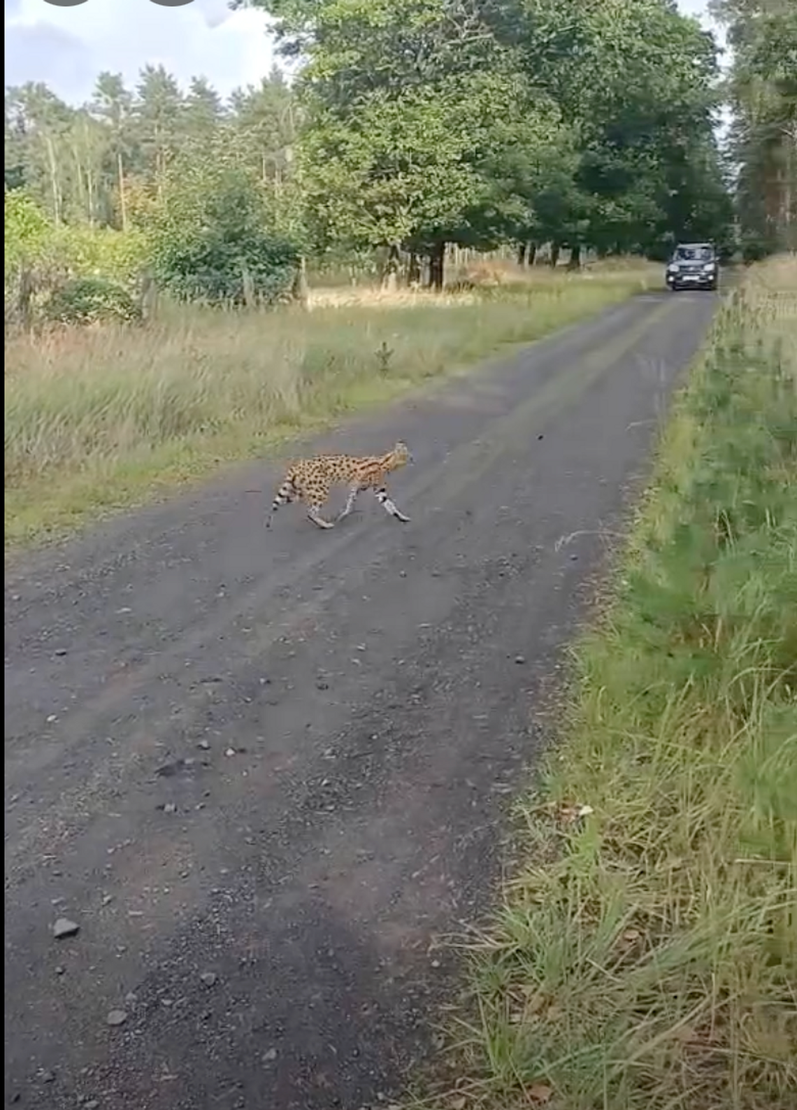 Egzotyczny kot w dolnośląskim lesie.