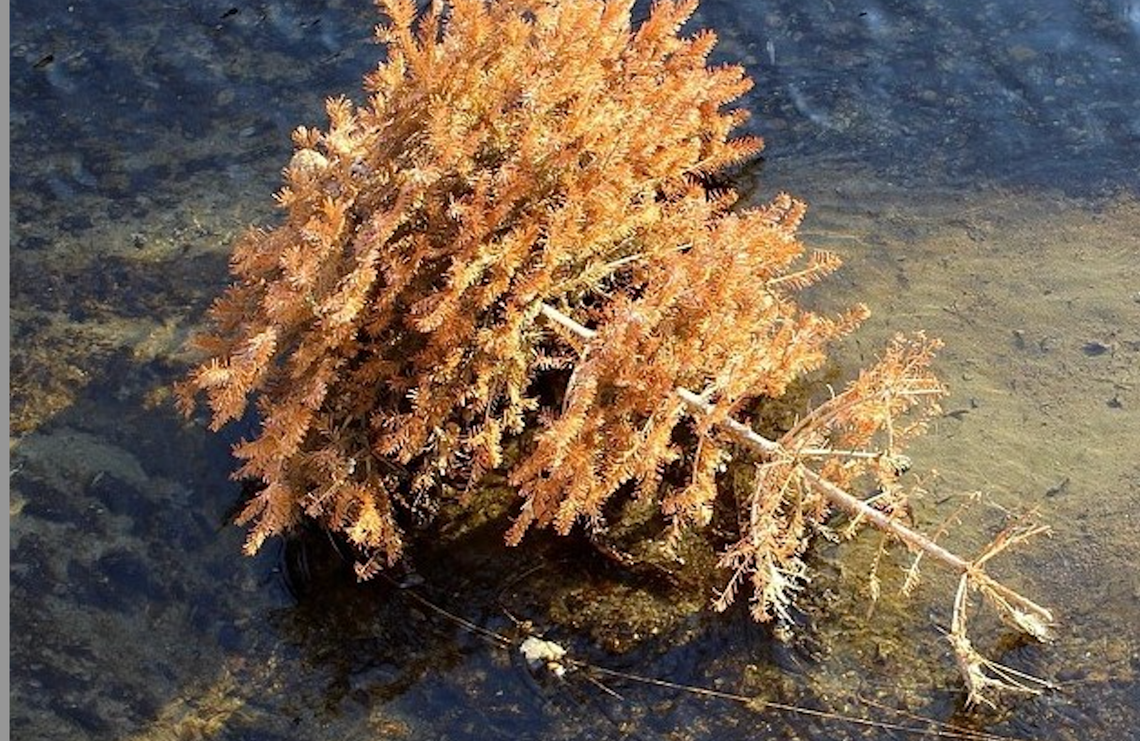 Gmina Słubice: odbiór świątecznych choinek rusza 7 stycznia!