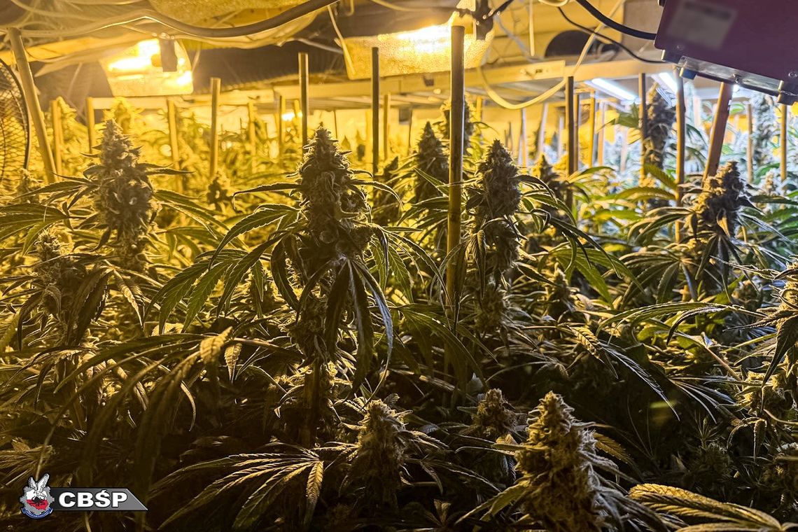 Gorzów Wielkopolski: CBŚP rozbiło grupę produkującą marihuanę [WIDEO]