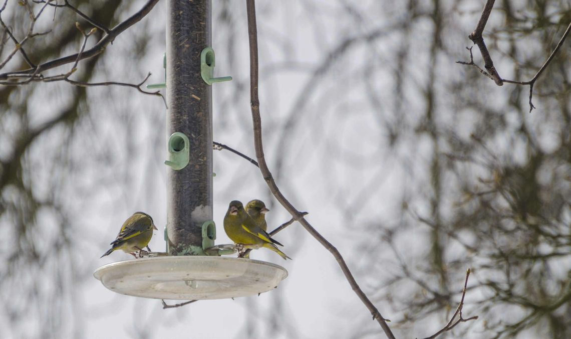 Jak bezpiecznie dokarmiać ptaki? Jak bezpiecznie dokarmiać ptaki?