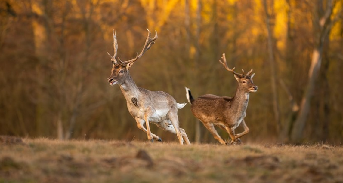 „Jeleń czy sarna?”