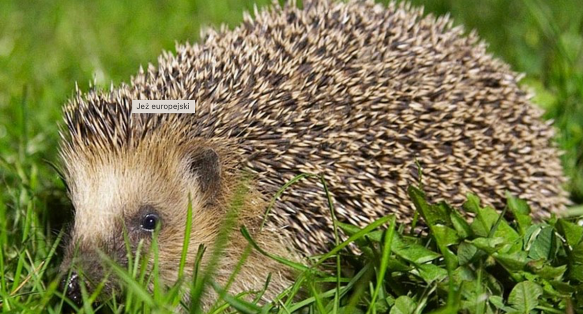 JEŻ EUROPEJKI JEŻ EUROPEJKI