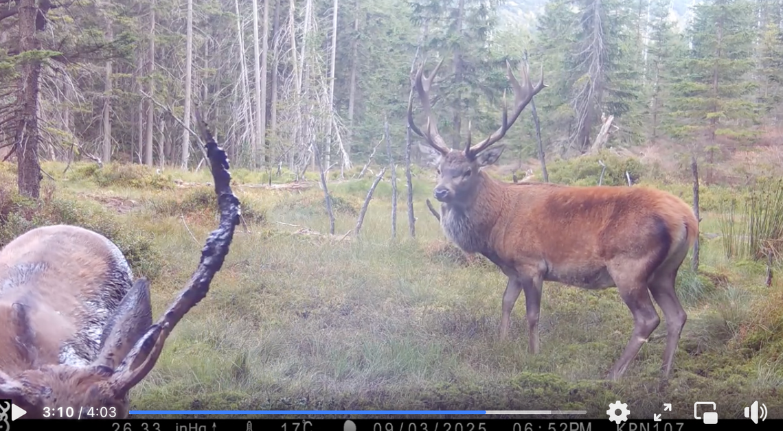 Karkonoski Park Narodowy pokazał niezwykłe nagranie z fotopułapki