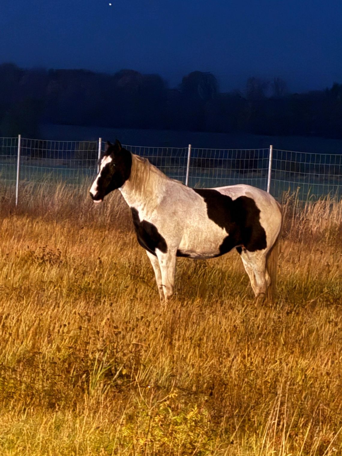 Koń na autostradzie Koń na autostradzie