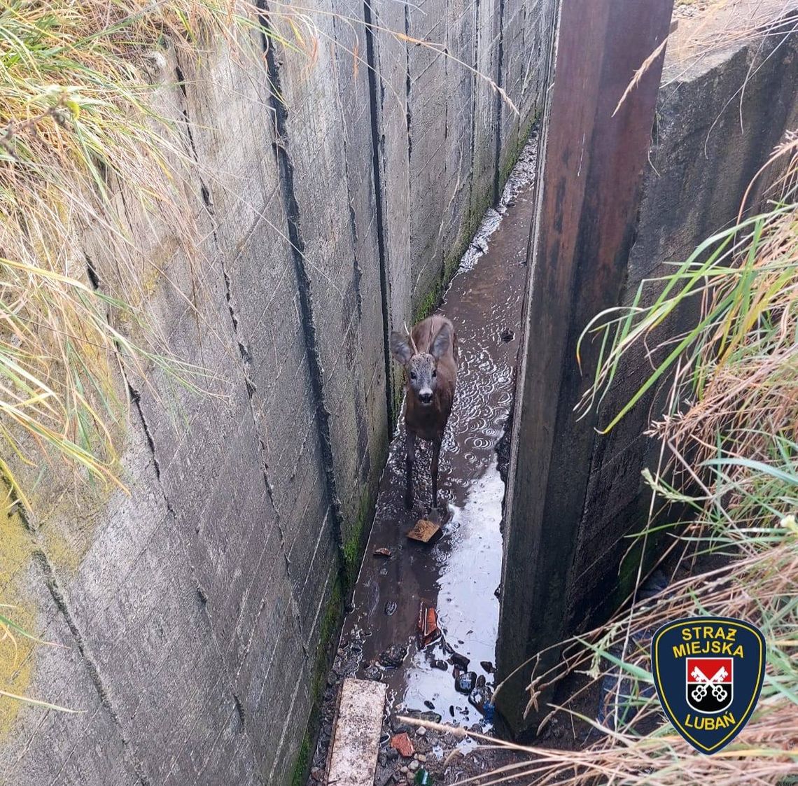 Młody koziołek uratowany ze zbiornika dzięki czujności mieszkańca i szybkiej akcji służb Młody koziołek uratowany ze zbiornika dzięki czujności mieszkańca i szybkiej akcji służb