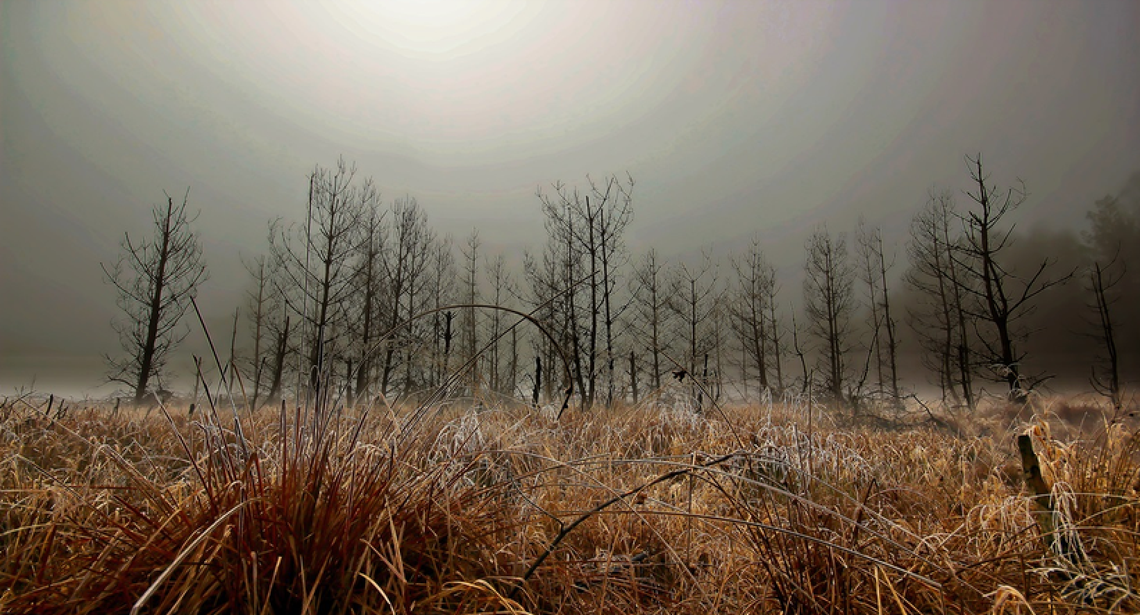 Na ratunek mokradłom Na ratunek mokradłom