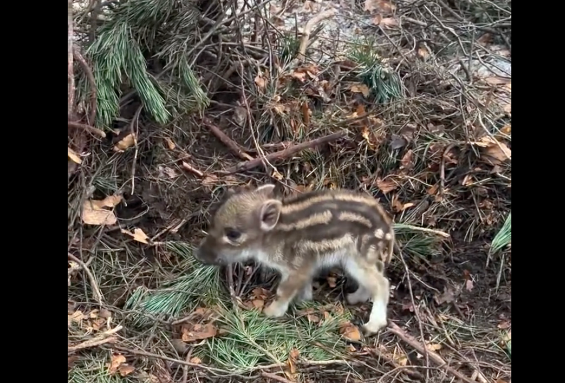 Nagrał uroczego dzika. Leśnicy ostrzegają: to może skończyć się tragedią