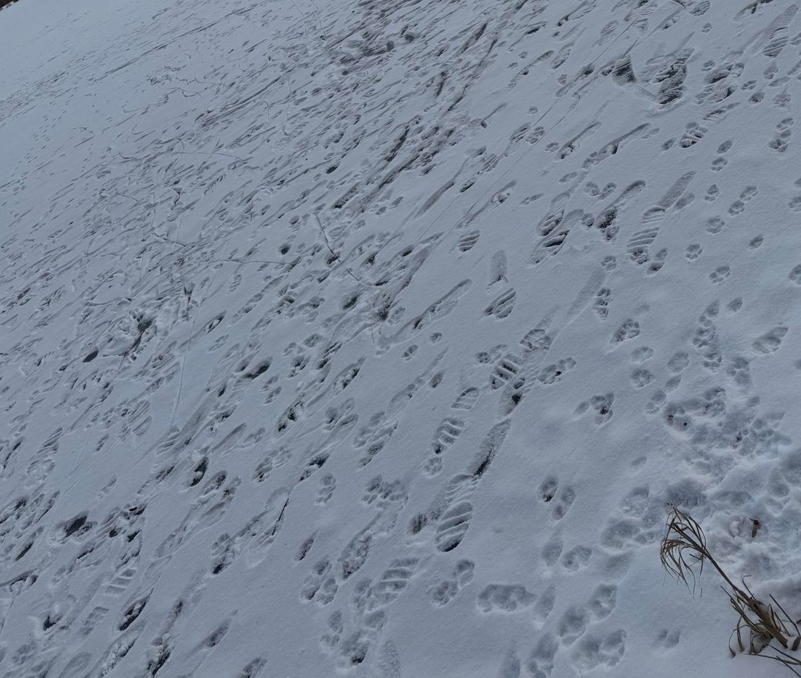 Niebezpieczna zabawa na zamarzniętym stawie