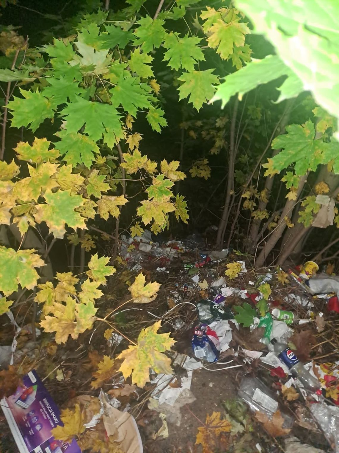 Nieporządek na ul. Zamoyskiego - szybka interwencja Straży Miejskiej w Bogatyni