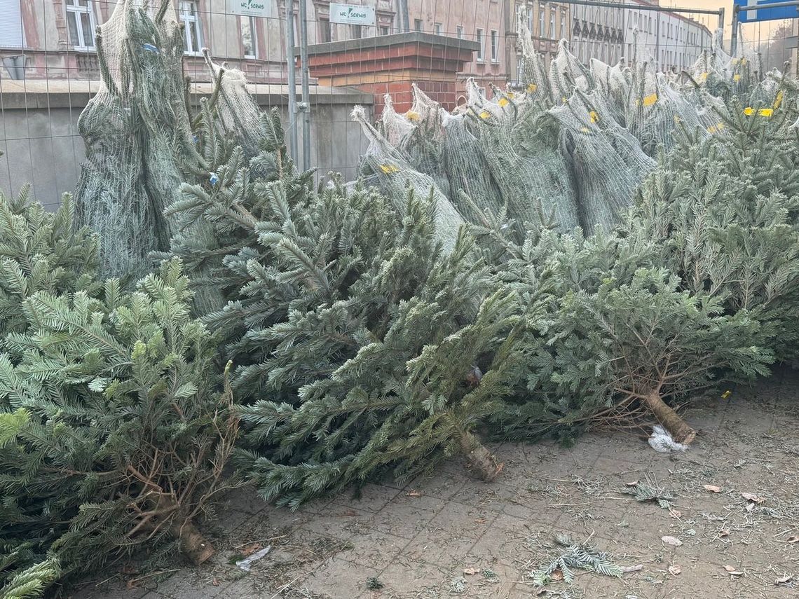 Pamiętaj, aby świąteczne drzewko pochodziło z legalnego źródła