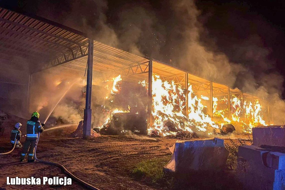 Podejrzany o podpalenie hali ze słomą zatrzymany [WIDEO]