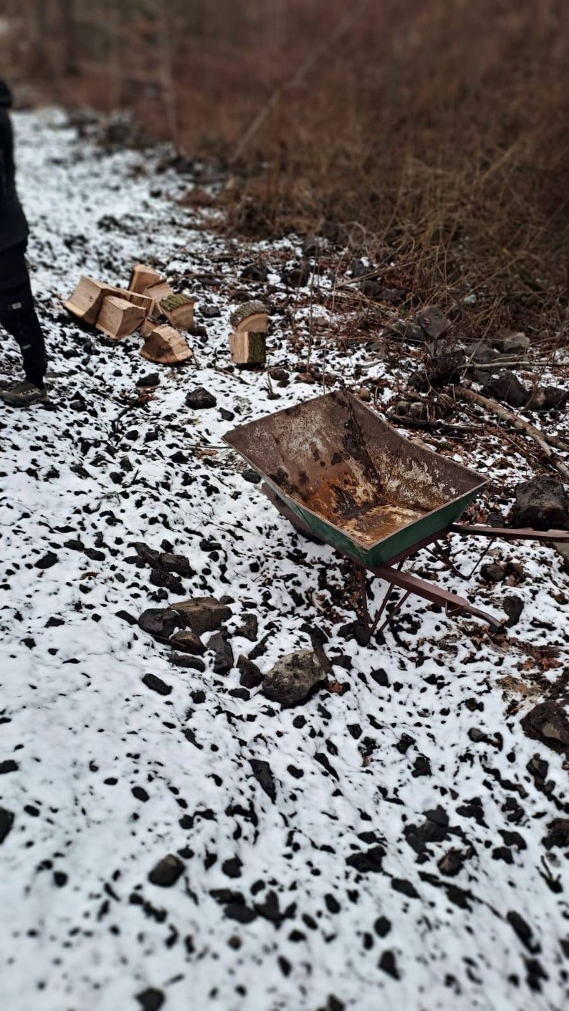 Porajów: sprawca kradzieży drzewa złapany na gorącym uczynku