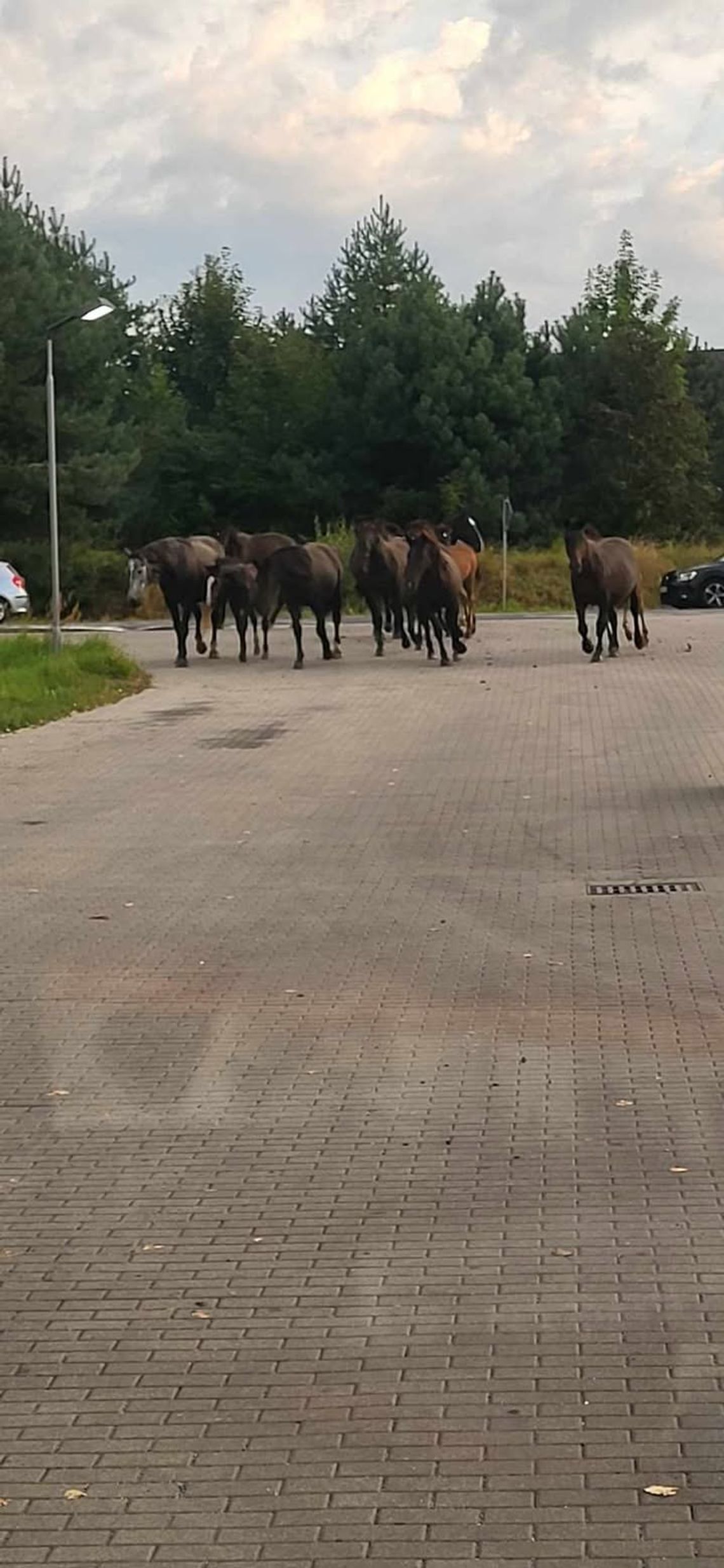 Powiat lubański: Stado koni na chodniku!