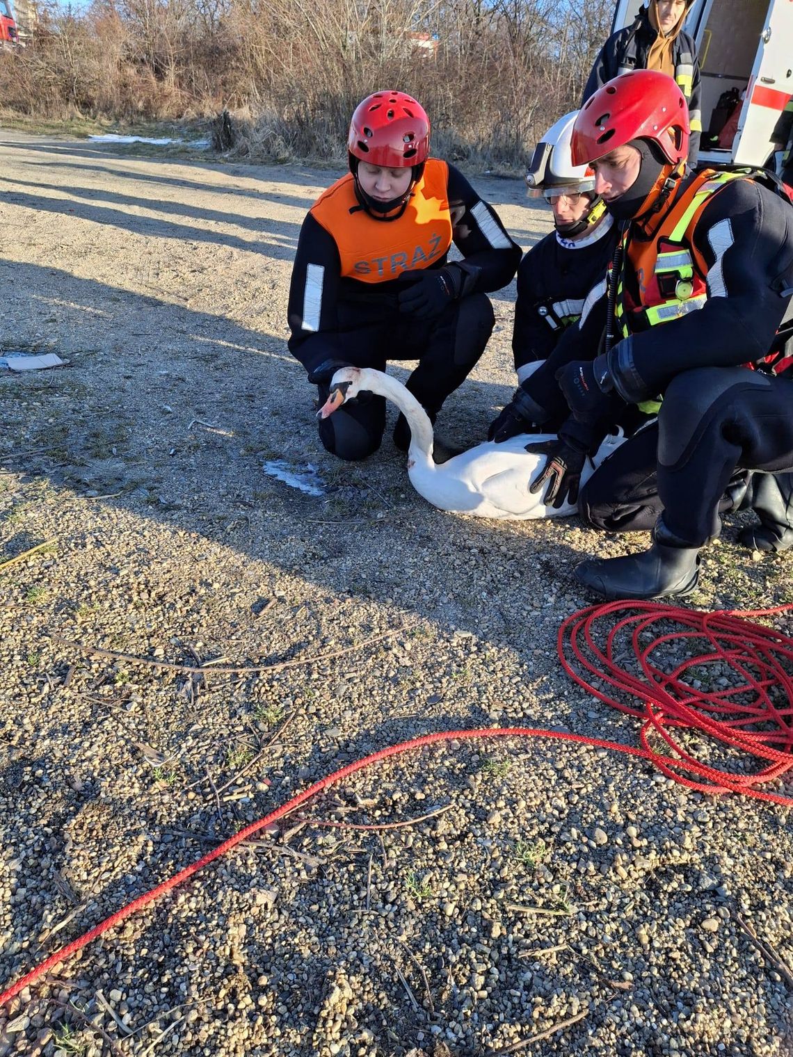 Przymarznięty łabędź uratowany na żwirowni w Żarce nad Nysą