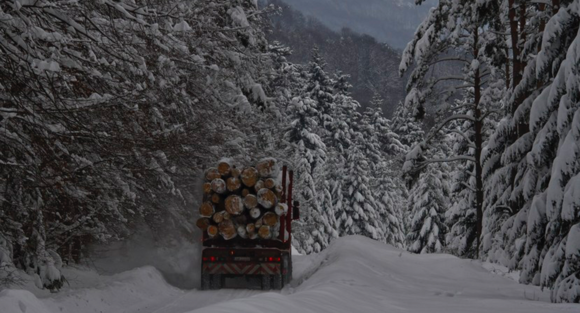 Skąd się bierze drewno?