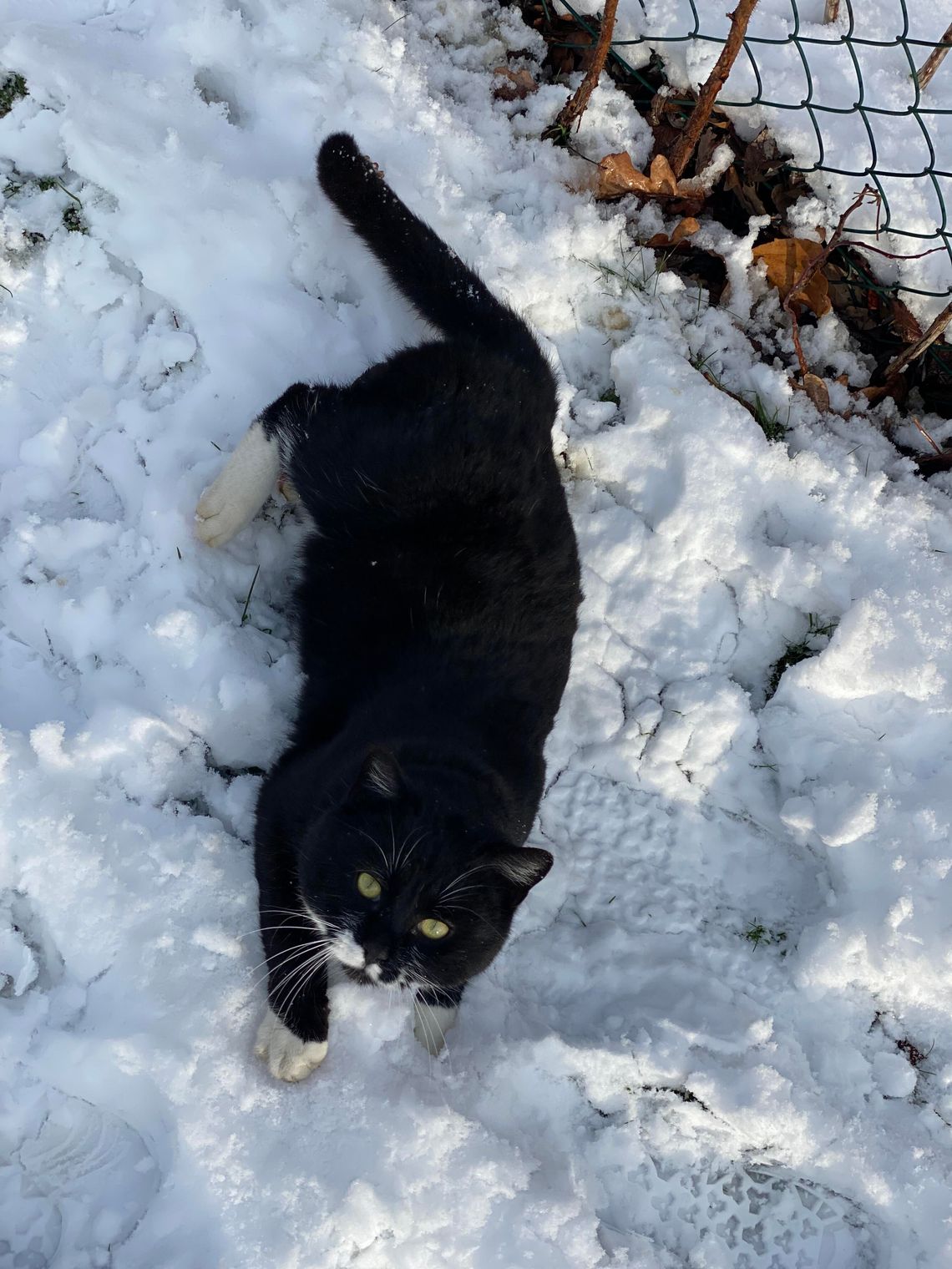 Skąd wziął się Dzień Kota? 17 lutego - święto mruczących towarzyszy