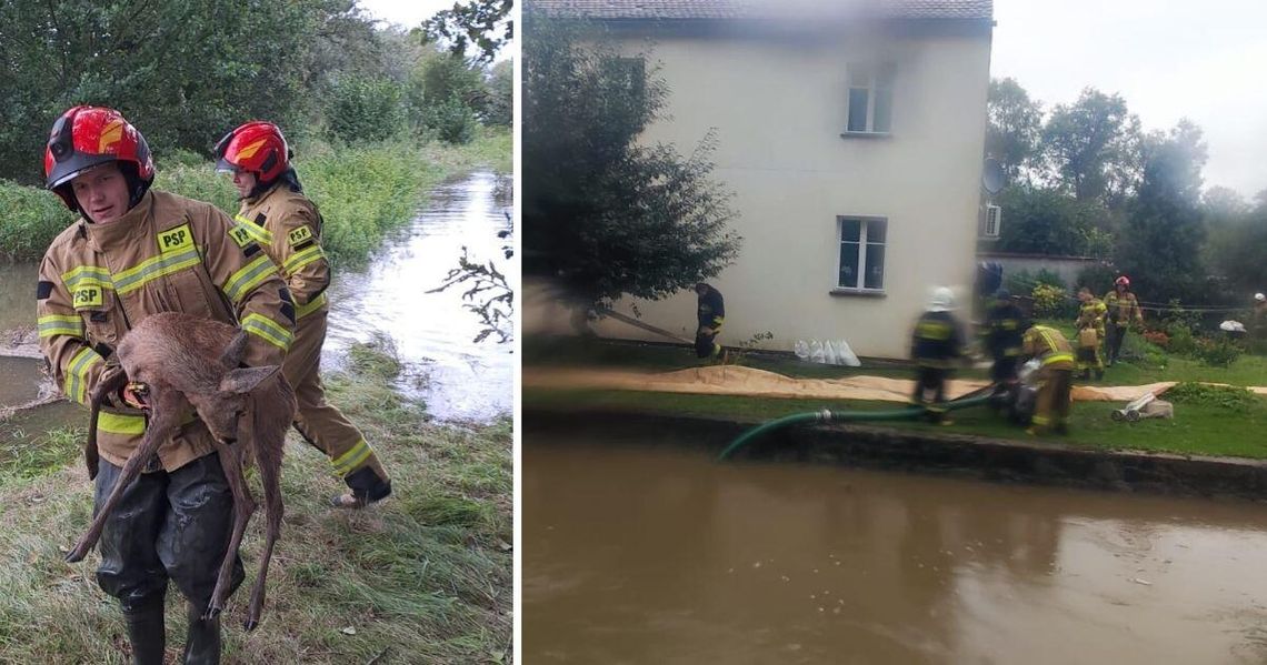 Strażacy na medal! Podjęli 107 interwencji w powiecie zgorzeleckim