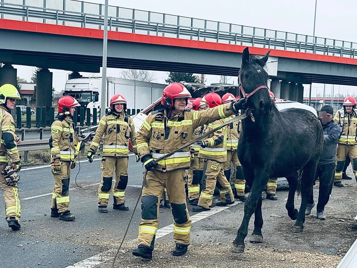 Strażacy z pomocą nie tylko ludziom - udana akcja ratunkowa koni na trasie S8 Strażacy z pomocą nie tylko ludziom - udana akcja ratunkowa koni na trasie S8