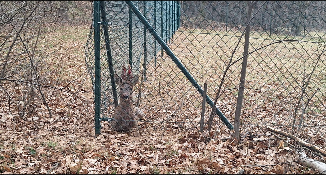 Studniska: ranny jeleń uratowany Studniska: ranny jeleń uratowany