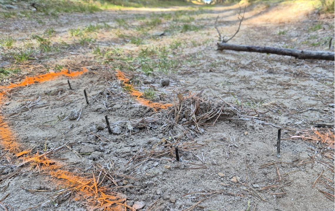 Żary: niebezpieczna pułapka ukryta w lesie Żary: niebezpieczna pułapka ukryta w lesie