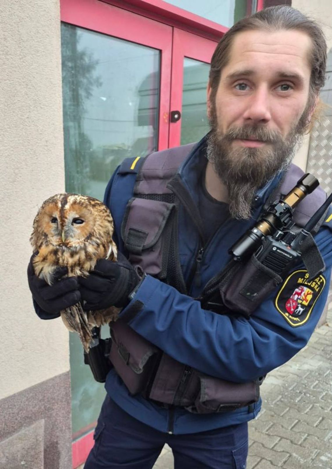 Żary: strażnicy miejscy uratowali sowę!