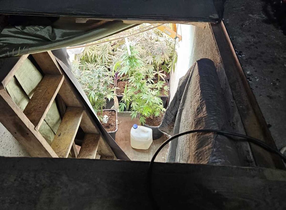 Zielona Góra: Policjanci odkryli plantację marihuany ukrytą pod podłogą garażu
