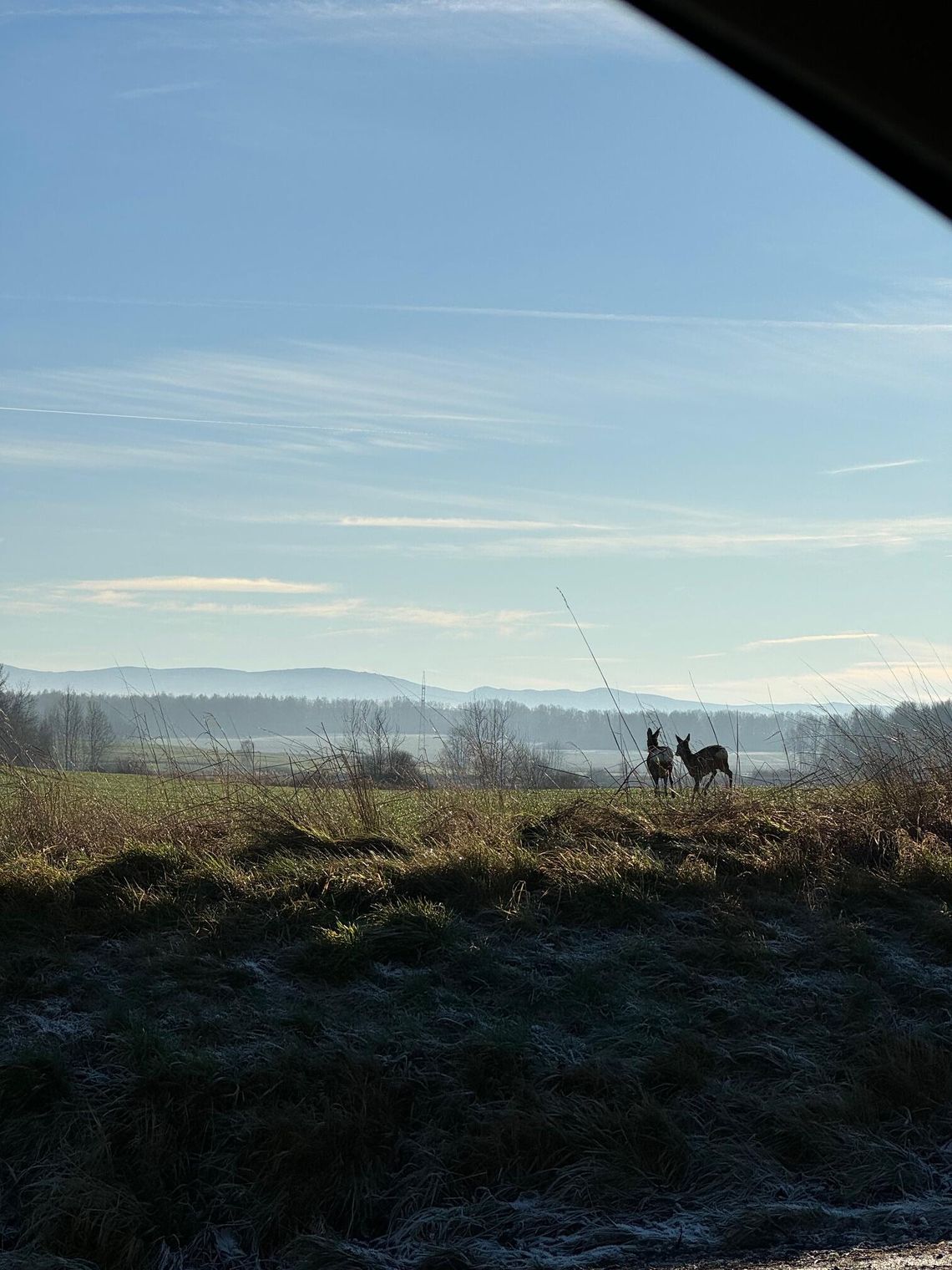 Zimowe spotkania z dziką naturą