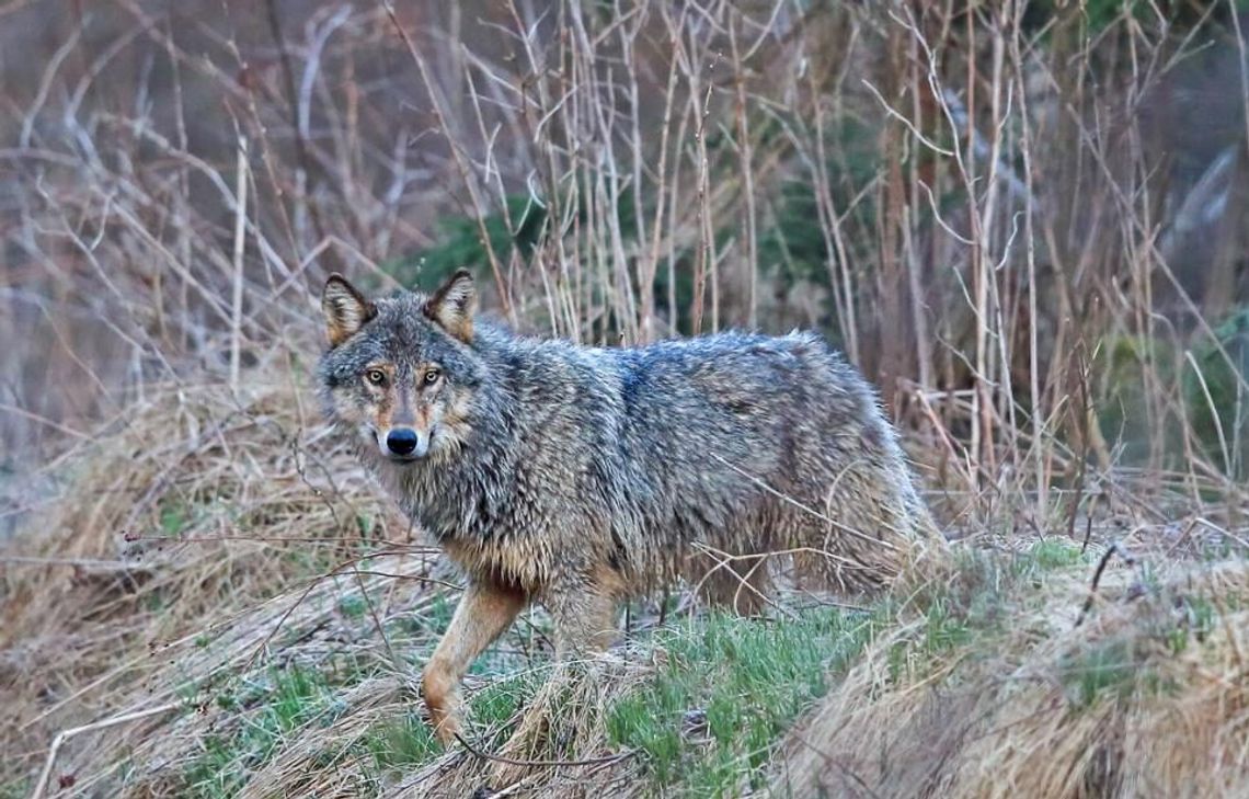 Zwiększona liczba wilków na terenie gminy Zgorzelec – co warto wiedzieć?